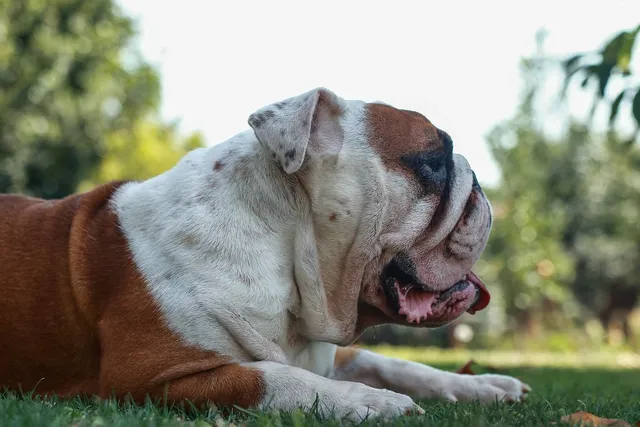 3V8A0164Bulldogge.jpg