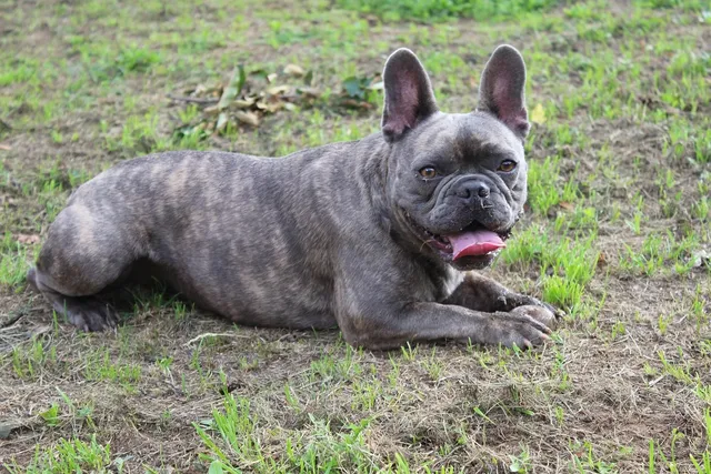 3V8A9598Bulldogge.jpg