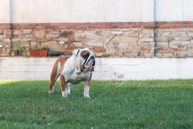 3V8A0198Bulldogge.jpg