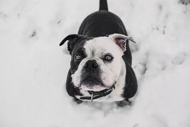 _MG_9150Bulldogge_Winner.jpg