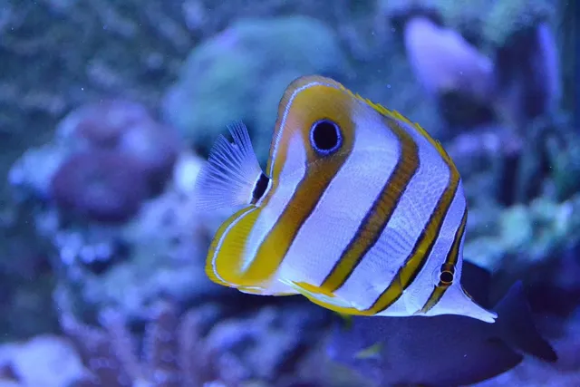 _MG_8515_aquaristik.jpg