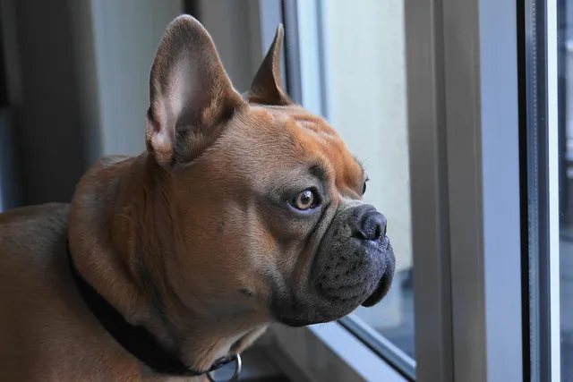 3V8A0139Bulldogge.jpg